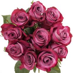 Rose lila Violet Hill (Ec) 70cm