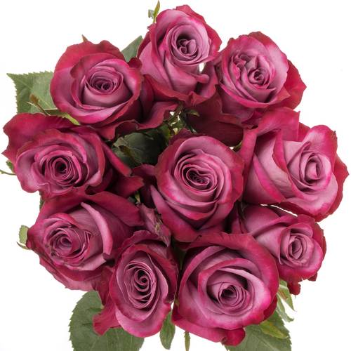 Rose lila Violet Hill (Ec) 70cm