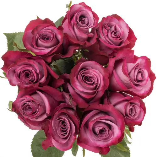 Rose lila Violet Hill (Ec) 70cm