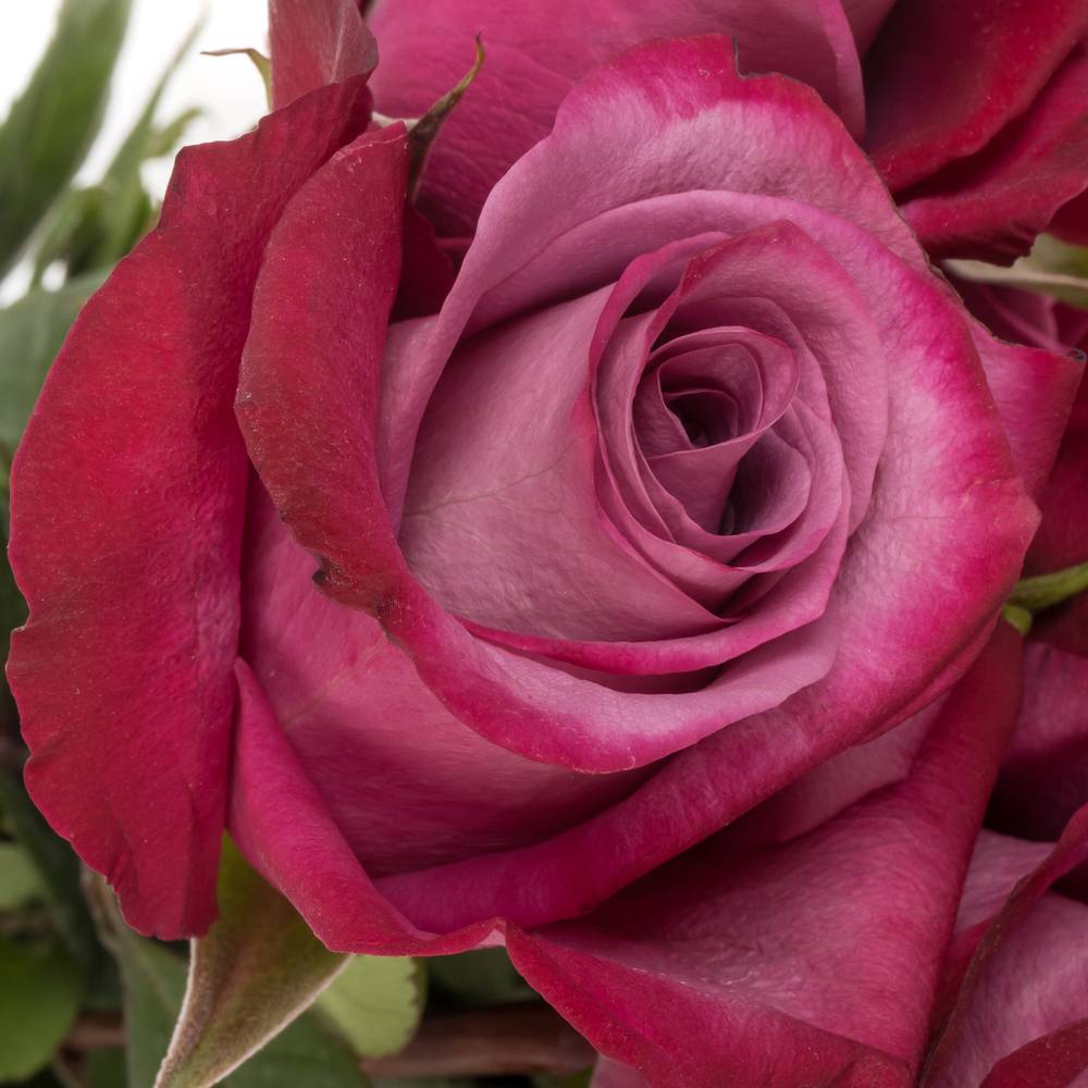 Rose lila Violet Hill (Ec) 70cm