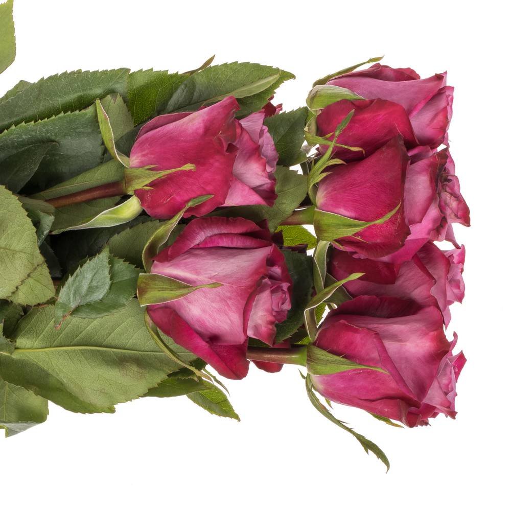 Rose lila Violet Hill (Ec) 70cm