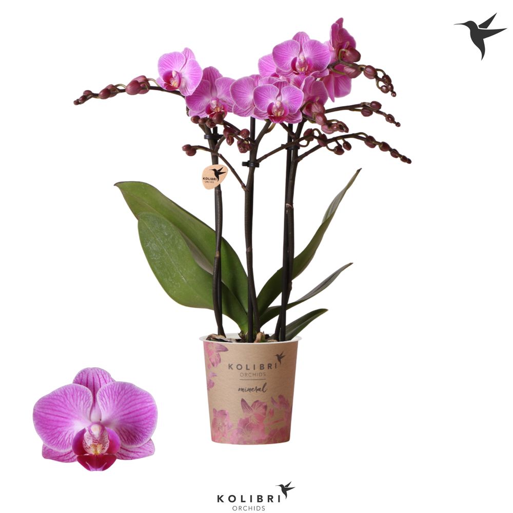 Phal.3-R lila Vienna T09 H40