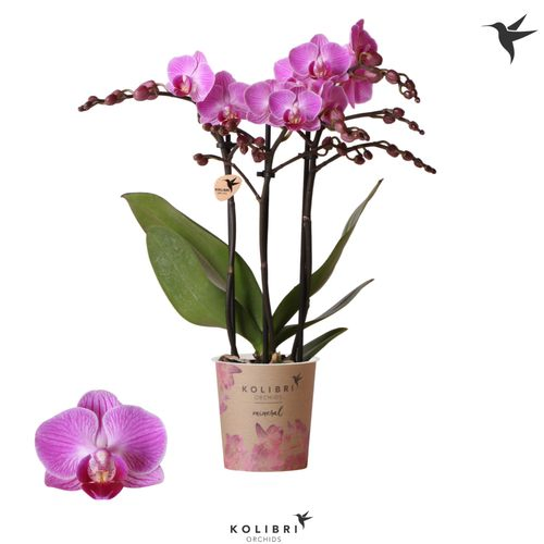 Phal.3-R lila Vienna T09 H40
