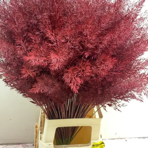 Ziergras Calamagrostis cerise gefärbt 80cm