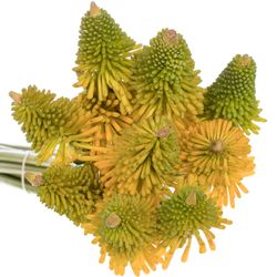 Kniphofia Halloween gelb 80cm