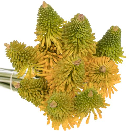 Kniphofia Halloween gelb 80cm