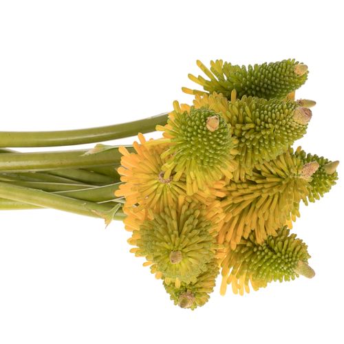 Kniphofia Halloween gelb 80cm