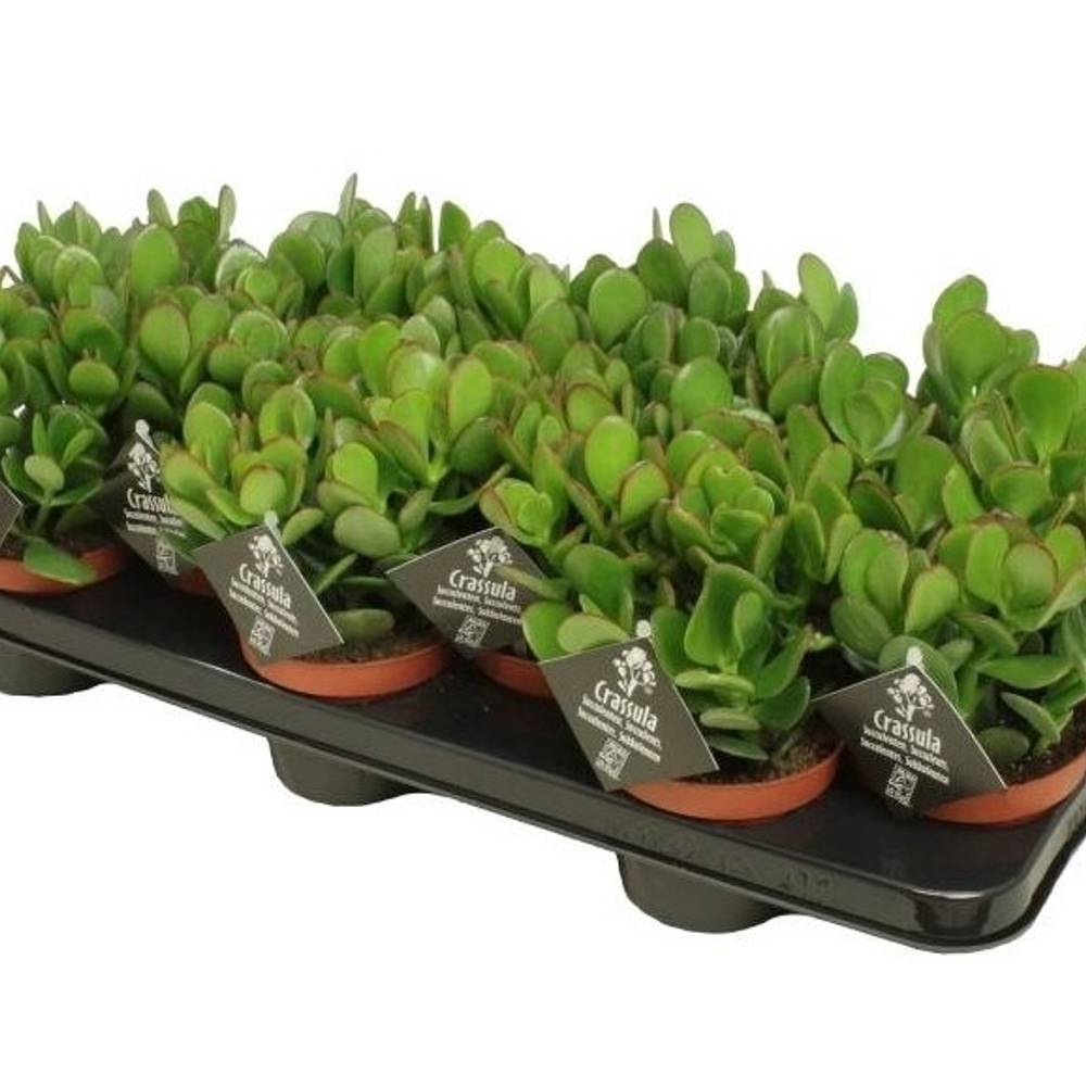 Crassula Ovata   T10 H15