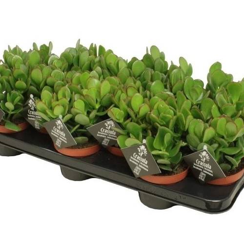 Crassula Ovata   T10 H15