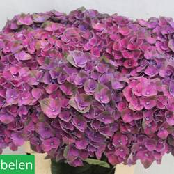 Hortensie lila Mistral Bol 20cm 65cm