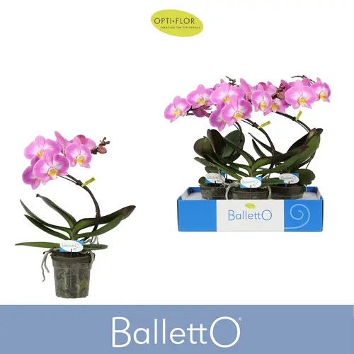 Phal.1-R rosa Spinturn Balletto T12 H045
