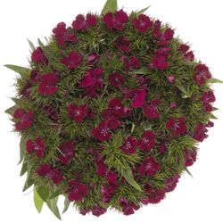 Bartnelke lila Cherry 50cm
