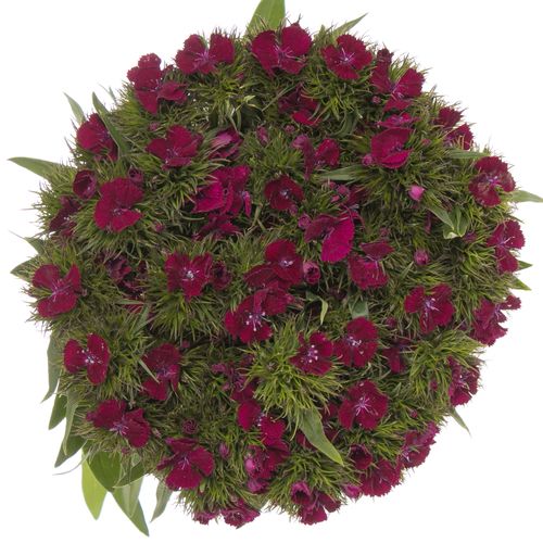 Bartnelke lila Cherry 50cm