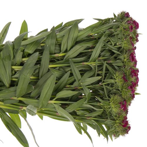 Bartnelke lila Cherry 50cm