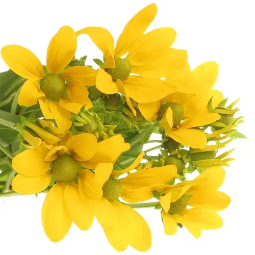 Rudbeckia gelb Nitida 60cm