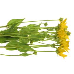 Rudbeckia gelb Nitida 60cm
