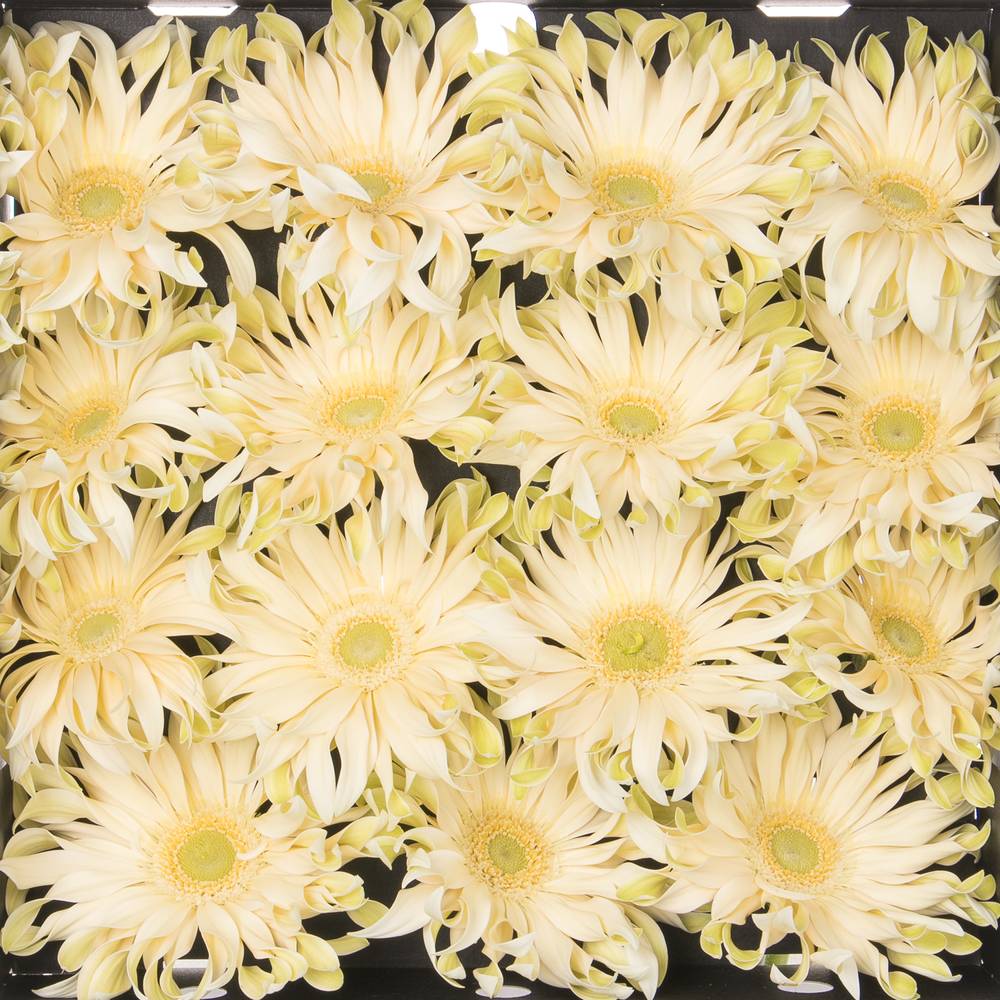 Gerbera creme Pasta Carbonara