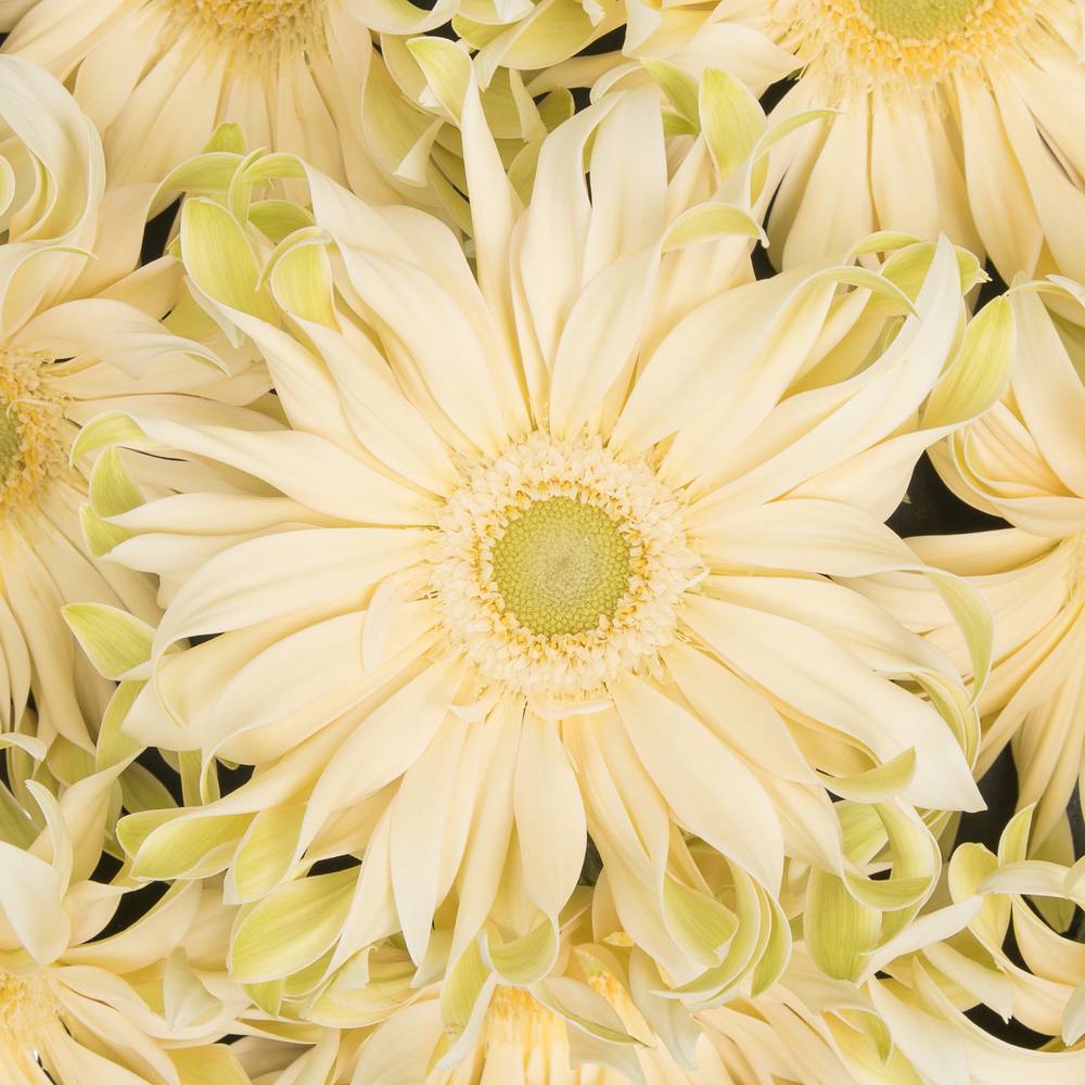 Gerbera creme Pasta Carbonara