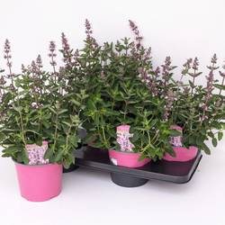 Nepeta rosa T17 H050