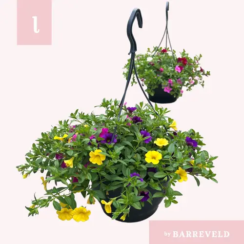 Calibrachoa mix im Ampeltopf T23 H030