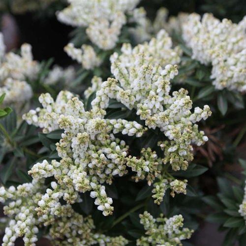 Pieris Debutant T17 H35 weiss