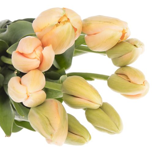 Franz.lachs 60 Gramm 65cm