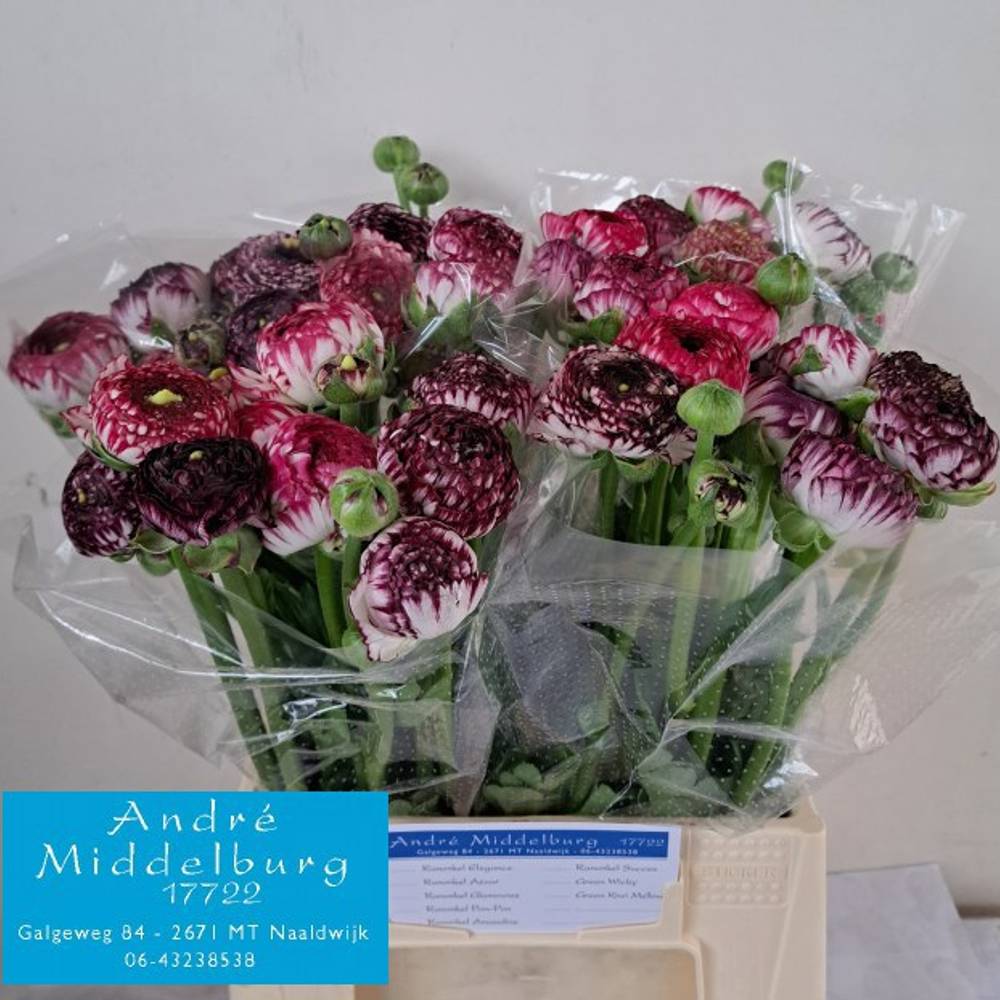 Ranunkel d.lila-creme Elegance White Stripes x 10 38 Gramm 46cm