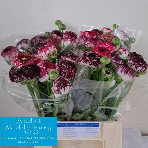 Ranunkel d.lila-creme Elegance White Stripes x 10 38 Gramm 46cm