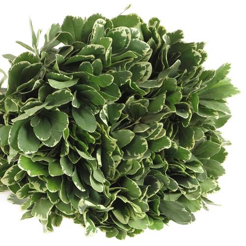 Pittosporum grün/weiss Grob 60cm