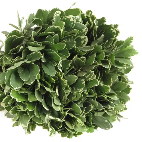 Pittosporum grün/weiss Grob 60cm