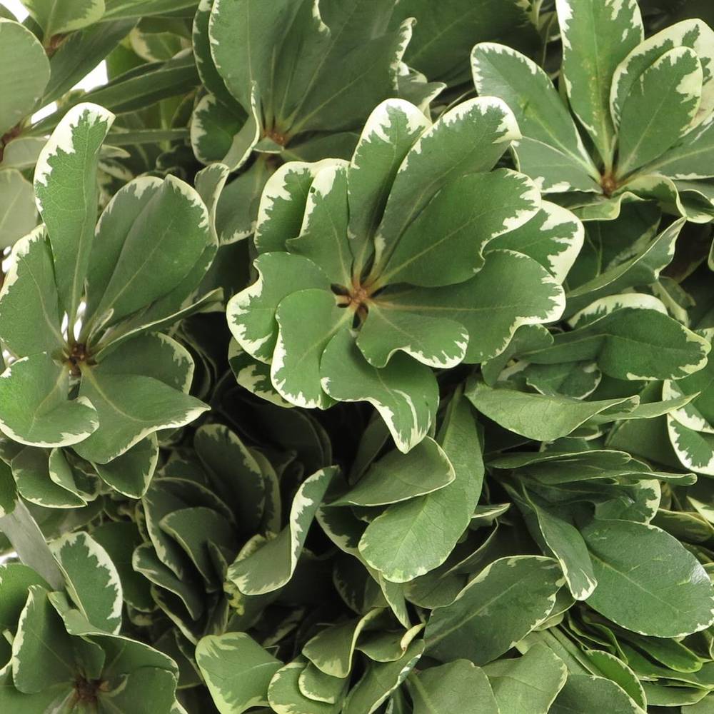Pittosporum grün/weiss Grob 60cm