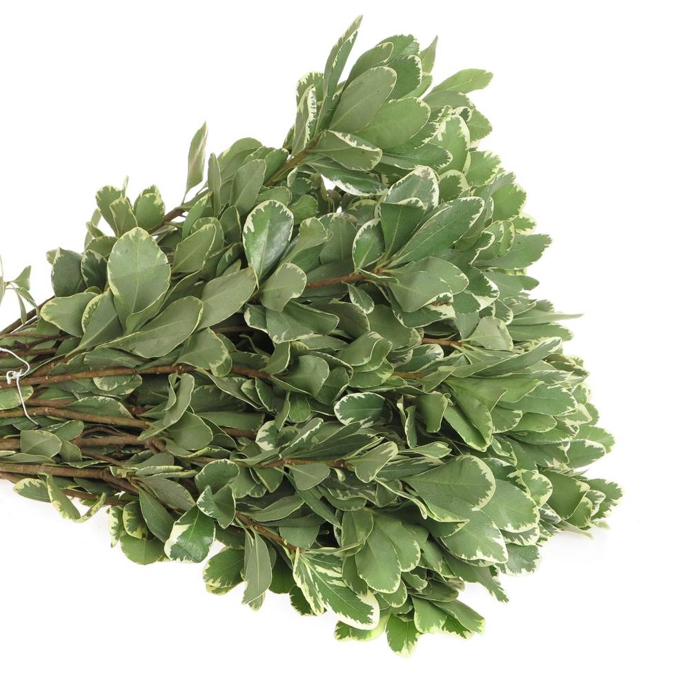 Pittosporum grün/weiss Grob 60cm