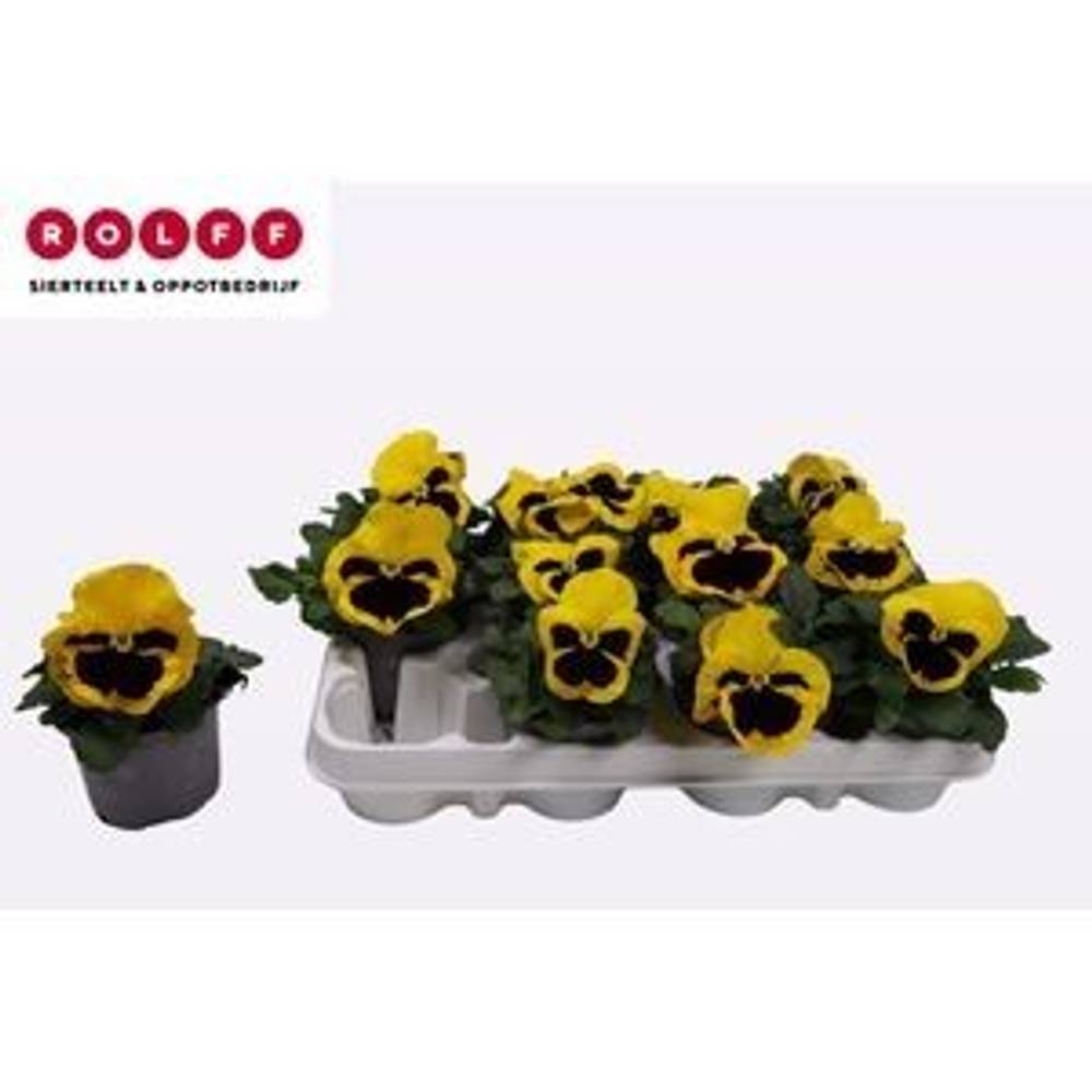 Stiefmütterchen F1 gelb+ Auge T09 H015