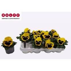 Stiefmütterchen F1 gelb+ Auge T09 H015