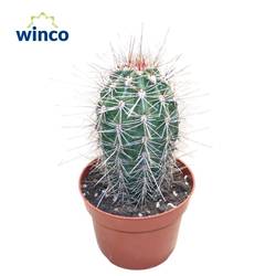 Pachycereus pringlei T10,5 H015