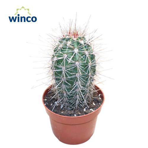 Pachycereus pringlei T10,5 H015