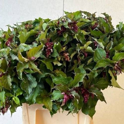 Leycesteria dunkel rot formosa 70cm