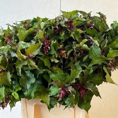 Leycesteria dunkel rot formosa 70cm