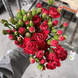 Spraynelke rot Beloved 55cm