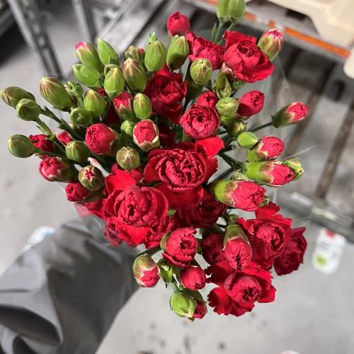 Spraynelke rot Beloved 55cm