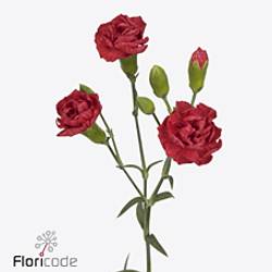 Spraynelke rot Beloved 55cm