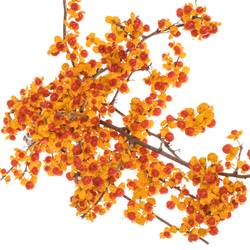 Celastrus orange 25cm