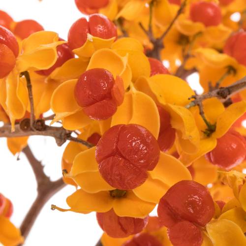 Celastrus orange 25cm