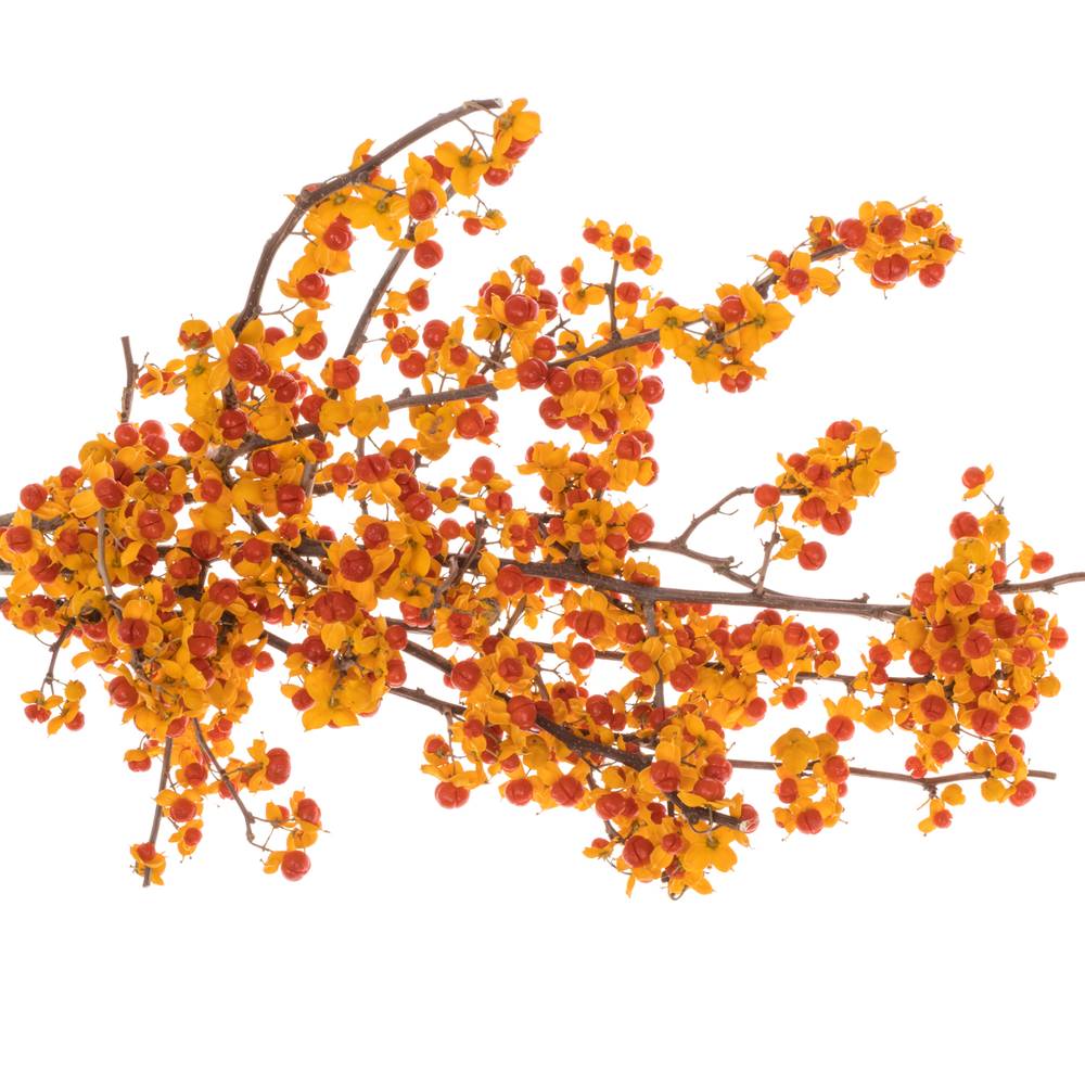 Celastrus orange 25cm