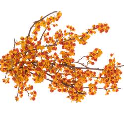 Celastrus orange 25cm