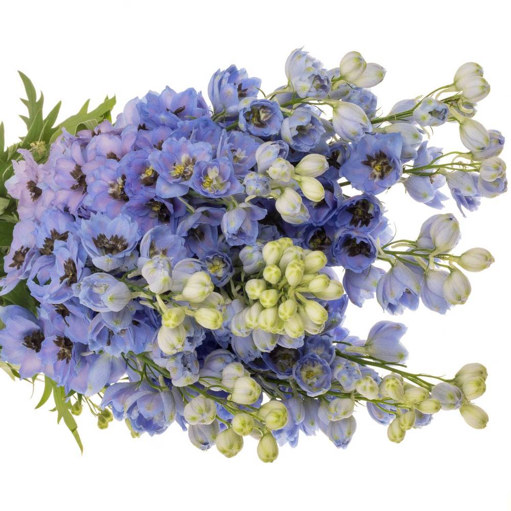 Delphinium hell blau dewi azul 110cm