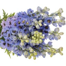 Delphinium hell blau dewi azul 110cm