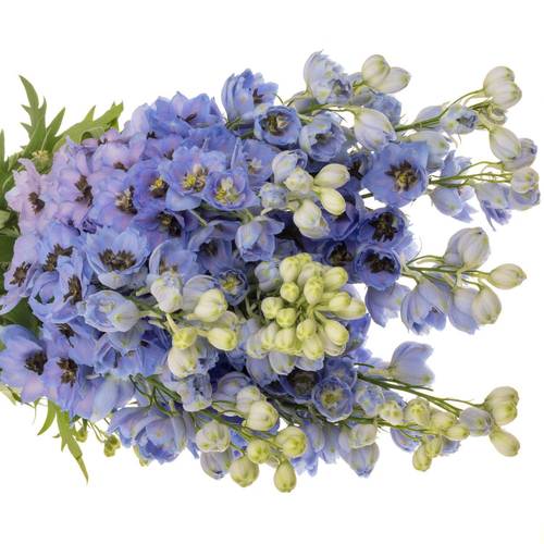 Delphinium hell blau dewi azul 110cm