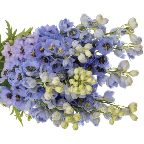Delphinium hell blau dewi azul 110cm