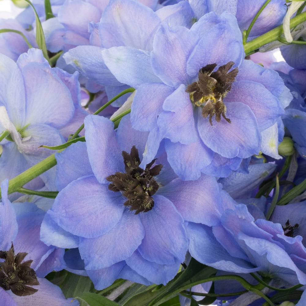 Delphinium hell blau dewi azul 110cm